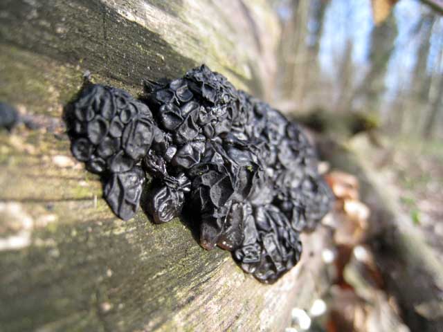 Tra vecchi Aphyllophorales e primordi primaverili